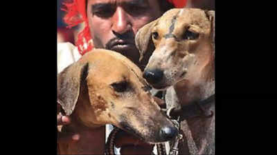 Mudhol hounds 1st desi breed in PM’s SPG squad