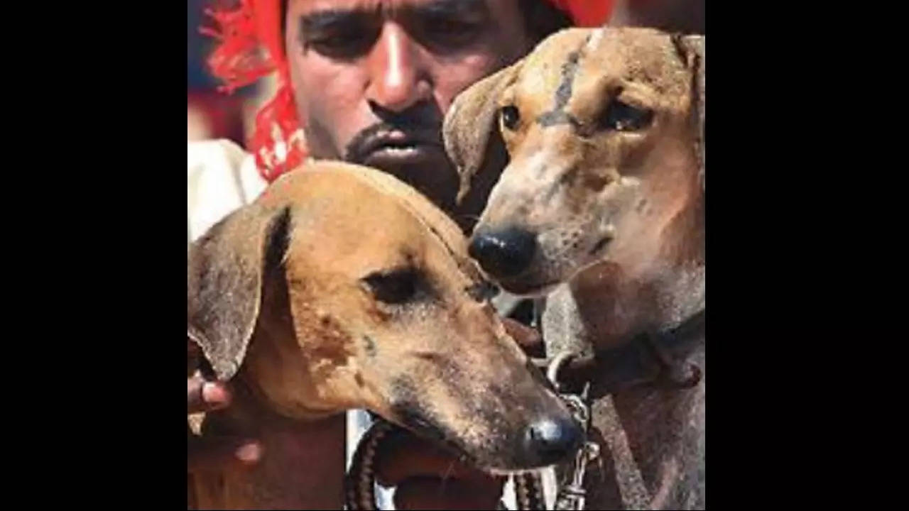 Mudhol hound in cheap indian army