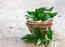 5 ways how curry leaves promote hair growth and prevent greying