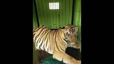 Bramhapuri tiger, that killed 3, captured