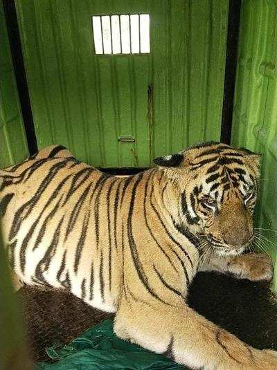 Bramhapuri tiger, that killed 3, captured