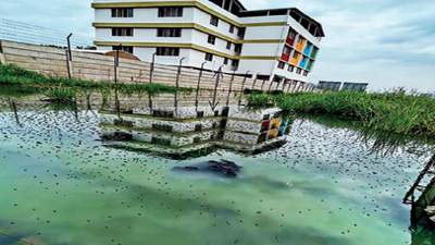 Pune: Dengue sources in homes, housing societies