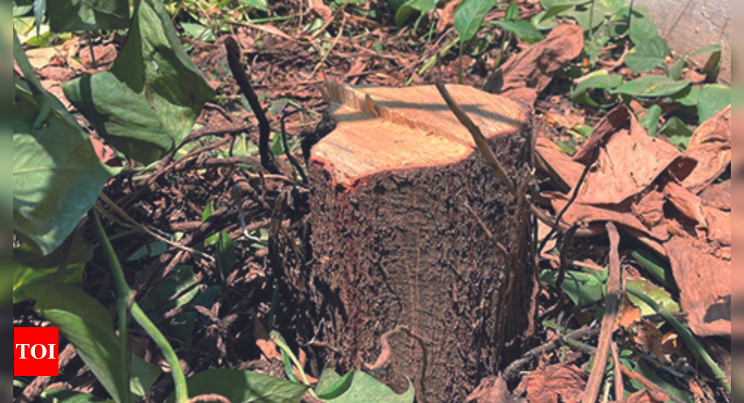 Biology | Free Full-Text | Nested Real-Time PCR Assessment of Vertical  Transmission of Sandalwood Spike Phytoplasma (‘Ca. Phytoplasma  asteris’)