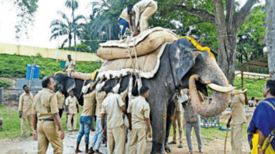 Dasara elephants rehearse using sandbags; Mysuru gears up for fete