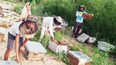 Buzz in beekeeping business as honey brings sweet returns for farmers in Gautam Budh Nagar