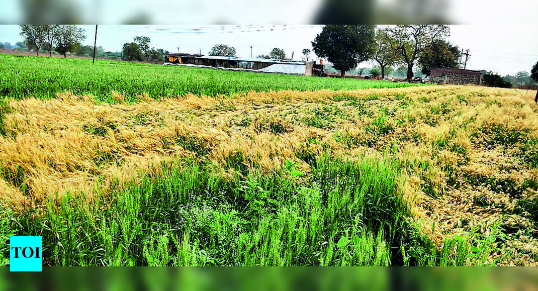 Agri Dept Draws Up 2,500cr Crop Loss Aid For State’s Farmers | Nashik ...