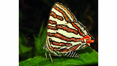 Pachamalai records 109 butterfly species in August study
