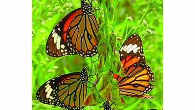 Pachamalai records 109 butterfly species in August study