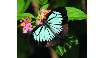 Pachamalai records 109 butterfly species in August study