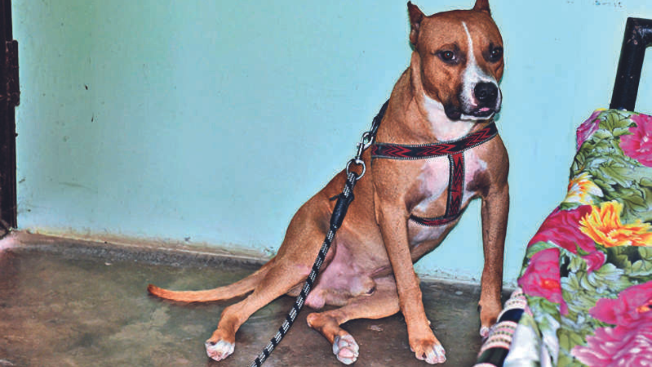 Recent Pitbull Attacks Cast A Shadow Over Growing Trend Of Keeping One As  Guard Dog | Chandigarh News - Times of India