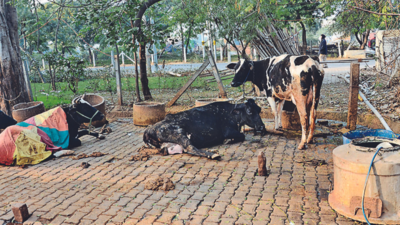 Ghaziabad: 400 dairies listed, yet to be shifted out