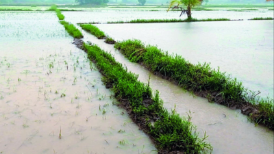 Kerala: Floods brought nutrients, hefty yield, says study