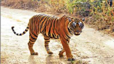 Ranthambore tiger that killed 3 people to be caged for life