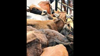 Madras high court finds man guilty of causing cruelty to 36 cows