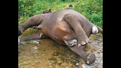 Tamil Nadu: Elephant dies during delivery