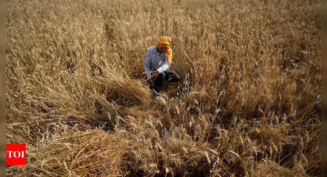 India says not planning to import wheat – Times of India