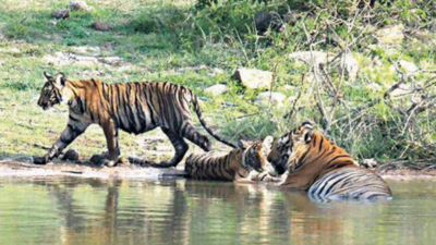 Karnataka: Copious rain fills up water bodies in Bandipur & Nagarahole tiger  reserves | Mysuru News - Times of India