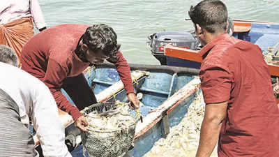 Fishermen riding a wave, but price fall a cause for worry