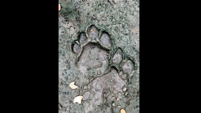 Telangana: 'Stray' tiger in Bhupalpally? Pugmarks spark big cat fear