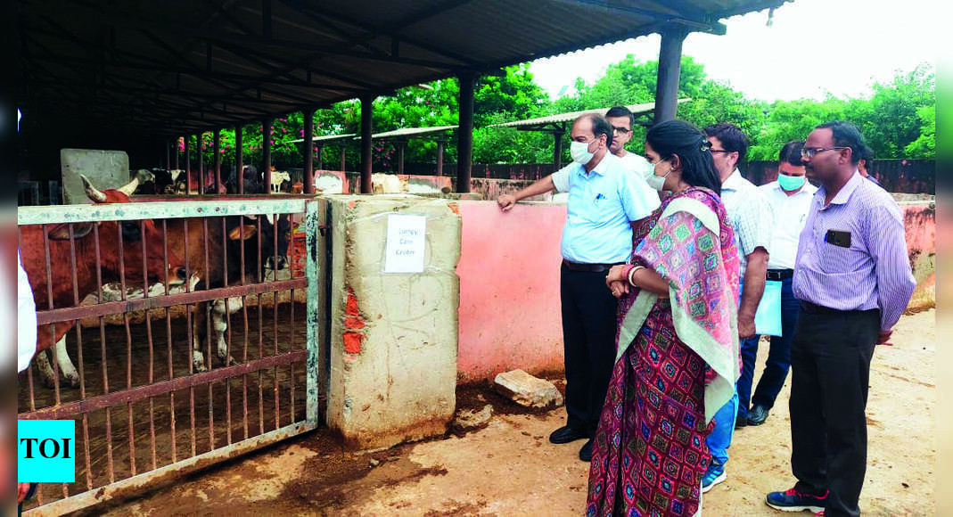 Soni Jmcgreater Mayor & Commissioner Inspect Hingonia Cow Shelter In