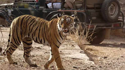 No more full, half-day safaris in Ranthambore from October 1
