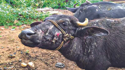 Farmer, Helper Pour Acid On Cattle, Booked | Coimbatore News - Times of India Farmer, Helper Pour Acid On Cattle, Booked | Coimbatore News - Times of India