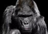 Ranked: These zodiacs take life too seriously