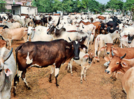 
Dairy farmers in Haryana take a hit amid lumpy skin disease outbreak in cattle
