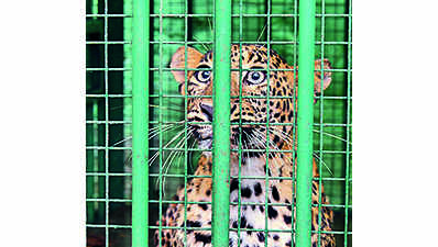 Jamshedpur: Six-member Panel Formed To Probe Leopard Death In Tata Zoo