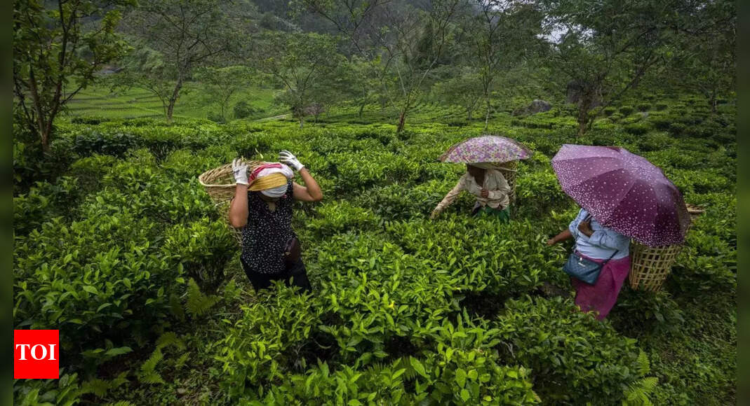 Assam Tea Tribes Students' Association seeks probe into 'land grab' of
