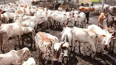 Lumpy skin disease hits over 300 cattle in west UP districts