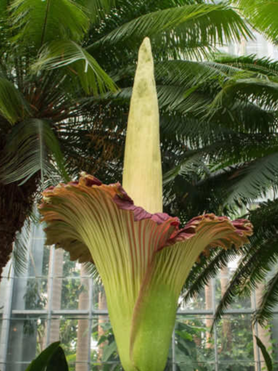 Coolest, weirdest, and rarest plants in the world Times Now