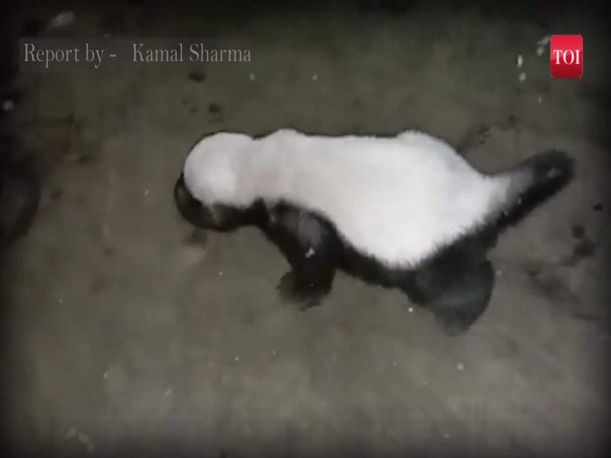 honey badger: Chhattisgarh: Honey badger, a fearless creature spotted in  Kanker