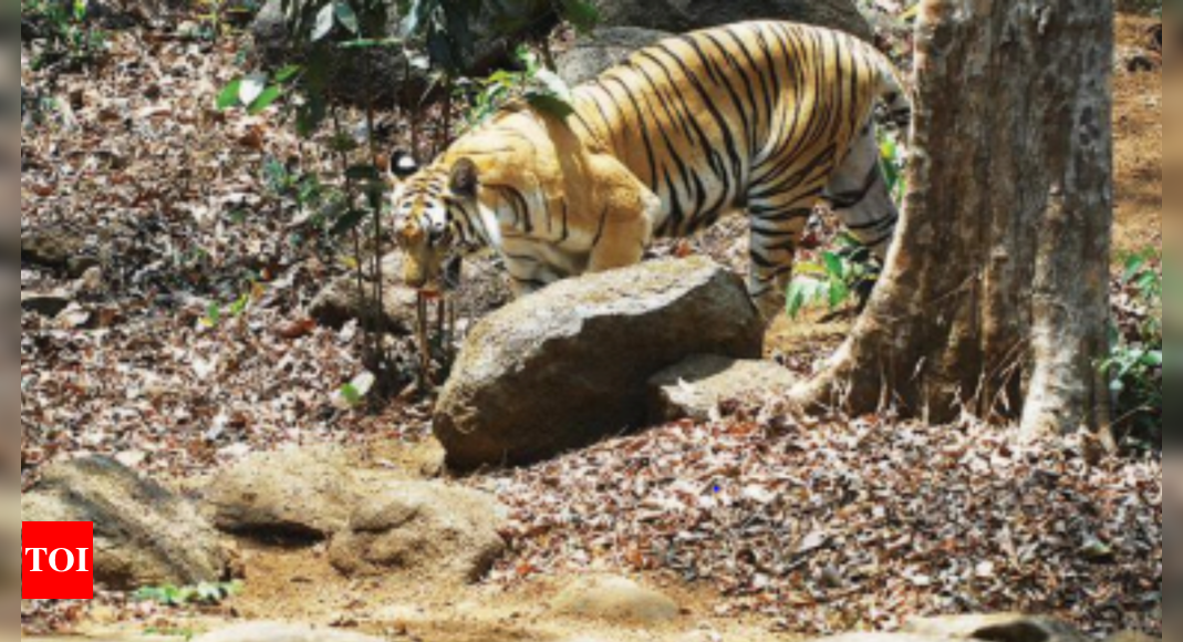 Goa minister Vishwajit Rane bats for developing tiger-friendly ecosystem