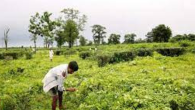 Chhattisgarh: 16,000 tea saplings planted on Samri mine land