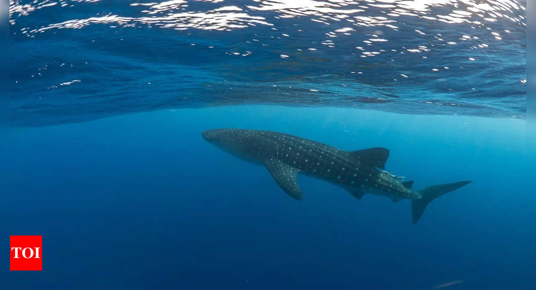 Save Whale Shark Campaign to be launched