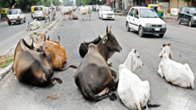 No moo tolerance: Ahmedabad Municipal Corporation's 7th vow in 12 years