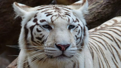 15-year-old white tiger dies at Delhi zoo | Delhi News - Times of ...