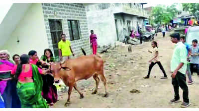 Women attack VMC’s cattle team