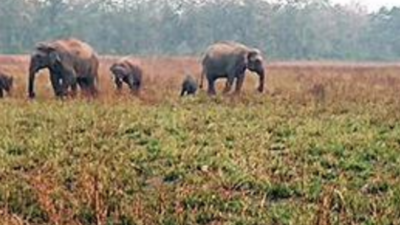 At Corbett National Park, ‘bio-fence’ to stop jumbos from raiding crops