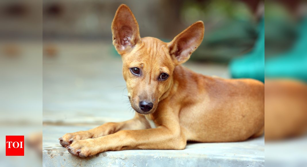 International dog day: Care for canines - Times of India International dog day: Care for canines - Times of India