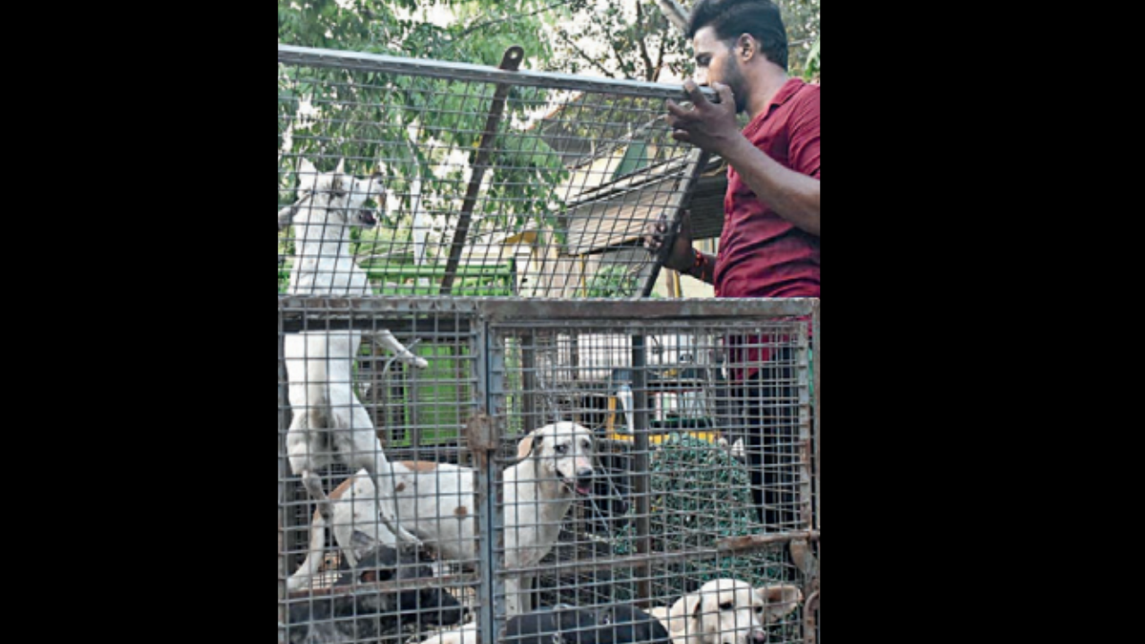  Spent To Sterilize 24k Dogs In 5 Yrs | Thiruvananthapuram News -  Times of India