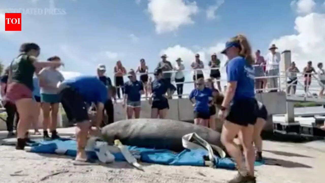 Rehabilitated manatee released in Florida