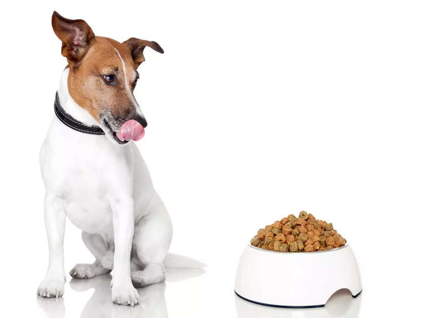 4 reasons why you should buy packaged dog food - Times of India