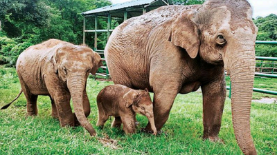 Karnataka: Elephant, 15, delivers third calf in eight years at Bannerghatta Biological Park