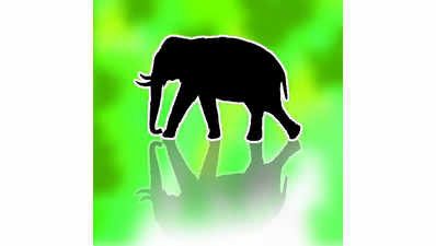 Elephants brought from UP for begging: HC notice to forest dept