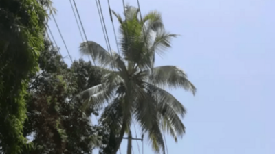 Uttar Pradesh: Man found perched on 100-feet palm tree for weeks in Mau