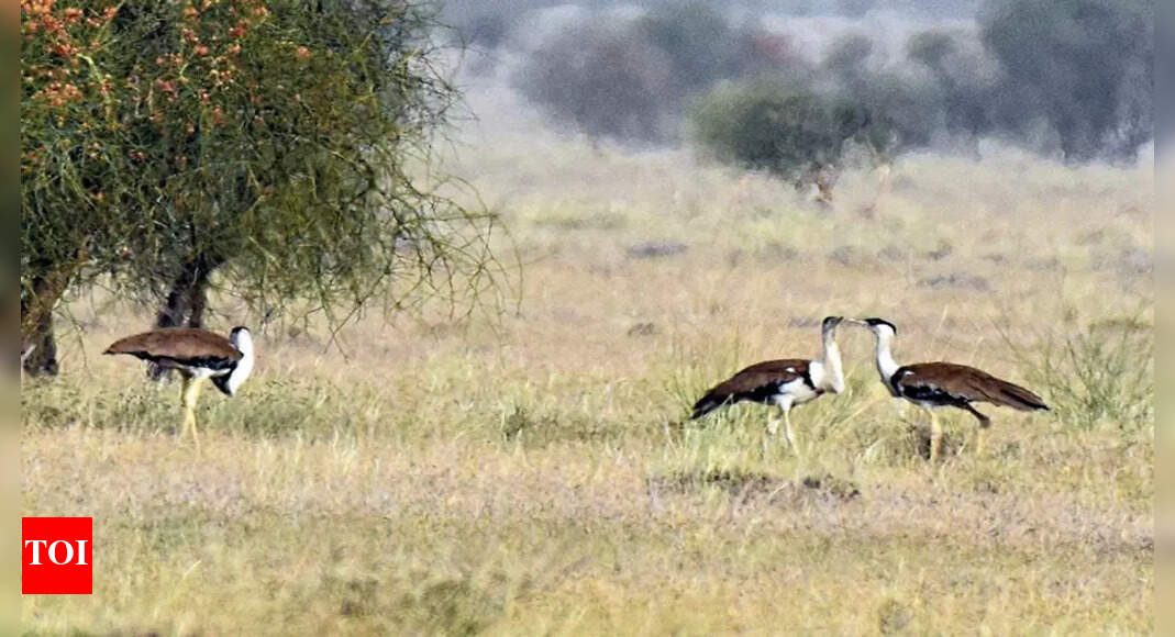 From The Verge Of Extinction, Gibs Spread Wings | Jaipur News - Times ...