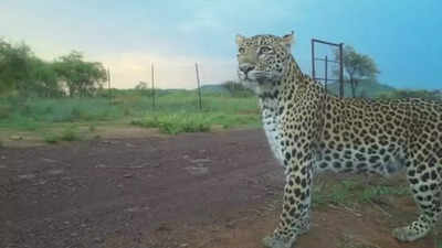 Cheetah project: One out of three leopards inside enclosure caught after 23-day chase