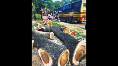 Chennai: 100 trees axed to build drains in past few months